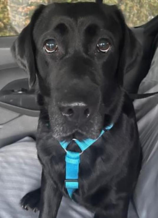 bella 872 (338 x 607 px)