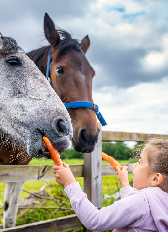 galeria_dziewczynka_karmi_konie